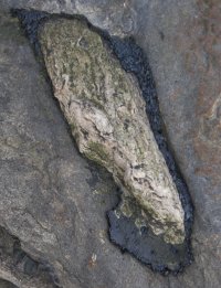 Stigmaria showing bark as coal layer